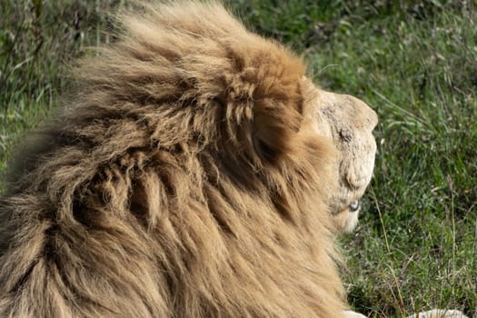 A majestic lion with a thick mane is seen in profile, gazing off into the distance. The lion is in a grassy field.