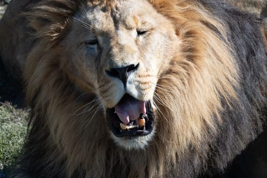 A lion with a large mane yawns with its mouth wide open, revealing sharp teeth.