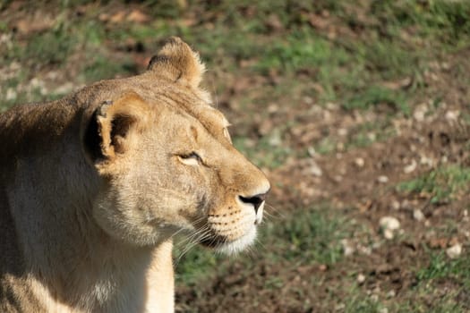 A lioness stands in a grassy field, looking off to the side. Her fur is a tawny brown, and her eyes are sharp. The sun shines brightly on her face.