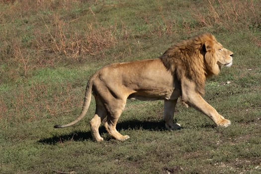 A large male lion with a thick mane walks across a grassy field. His head is turned slightly to the side, and his eyes are looking off to the right.