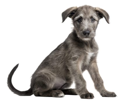 Grey Irish Wolfhound puppy isolated on white background. Irish Wolfhound puppy sitting and looking at camera on white. Ai generated image