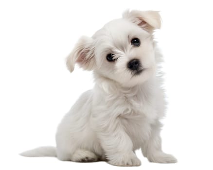Cute Maltese puppy isolated on white background. White Maltese puppy sitting and looking at camera on white. Ai generated image