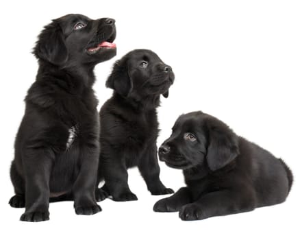 Flat coated black retriever puppies isolated on white background. Three black retriever puppies on white. Ai generated image