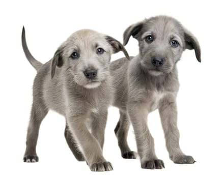 Grey Irish Wolfhound puppies isolated on white background. Irish Wolfhound puppies standing and looking at camera on white. Ai generated image
