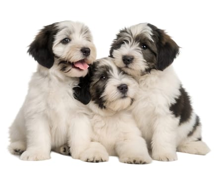 Polish Lowland Sheepdog puppies isolated on white background. Three Polish Lowland Sheepdog puppies on white background. Ai generated image