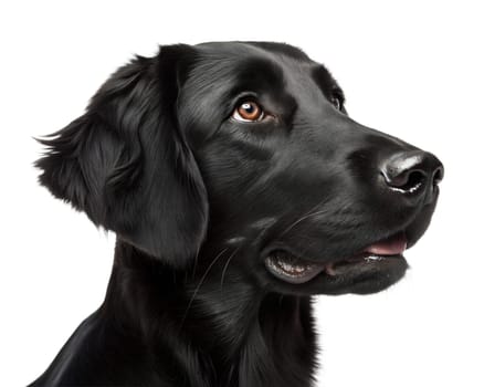 Flat coated black retriever portrait isolated on white background. black retriever headshot on white. Ai generated image