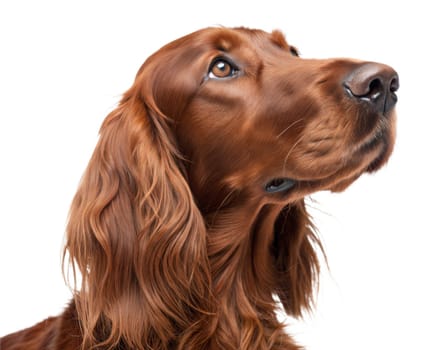 Irish setter dog portrait isolated on white background. Irish setter headshot. Ai generated image