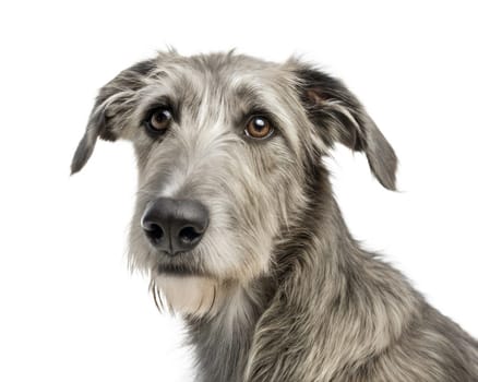 Grey Irish Wolfhound portrait looking at camera isolated on white background. Irish Wolfhound headshot on white. Ai generated image