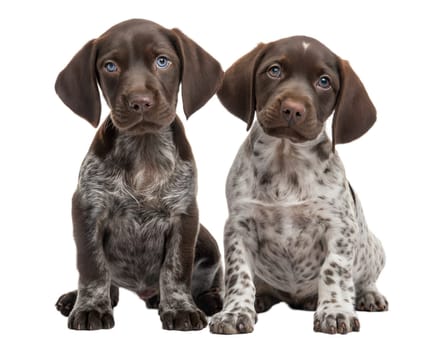 German Shorthaired Pointer puppies isolated on white background. Kurzhaar puppies sitting and looking at camera on white. Ai generated image