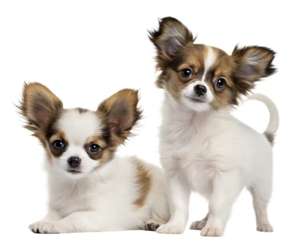 Papillon Chihuahua mix breed puppy isolated on white background. Papillon Chihuahua puppy sitting and looking at camera on white background. Ai generated image