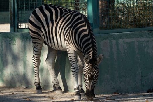 A zebra stands in an enclosure, its black and white stripes visible. The animal is grazing on the ground with its head down.