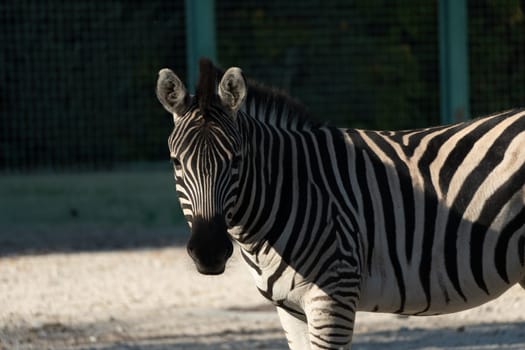 A zebra stands in an enclosure, looking directly at the camera. Its black and white stripes are visible, and the animal is in a relaxed posture.