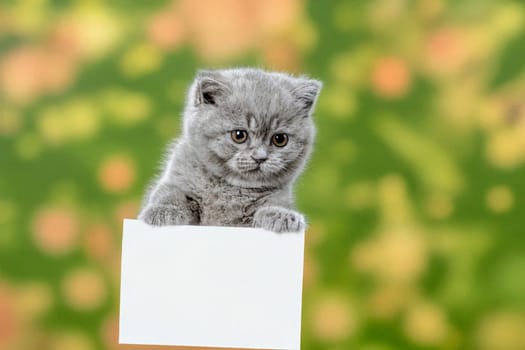 ai generated ,Cute gray kitten playfully holds a blank sign against a vibrant, colorful background. Ideal for various concepts like messages, advertising, or humor.