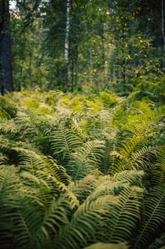 Natural green fern wallpaper in summer forest