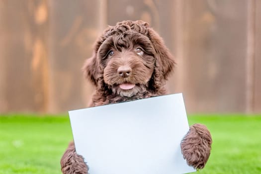 ai generated ,Cute baby labradoodle holds a blank sign against a vibrant, colorful background. Ideal for various concepts like messages, advertising, or humor.