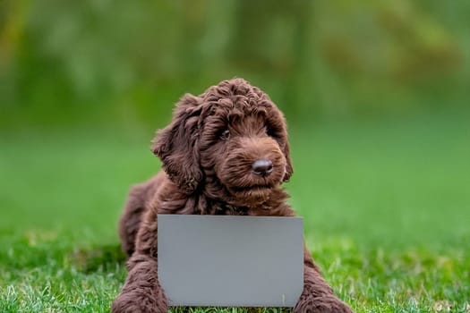 ai generated ,Cute baby labradoodle holds a blank sign against a vibrant, colorful background. Ideal for various concepts like messages, advertising, or humor.