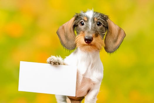 ai generated ,Cute baby dachshund holds a blank sign against a vibrant, colorful background. Ideal for various concepts like messages, advertising, or humor.
