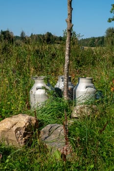 Three traditional milk cans are nestled among vibrant greenery and stones in a serene rural landscape, evoking rustic charm and pastoral simplicity.