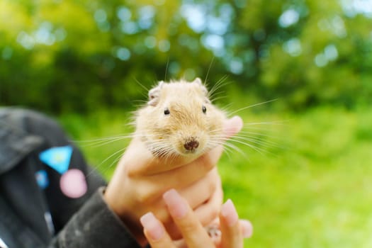 A curious squirrel gently on a hand during a sunny afternoon in the garden