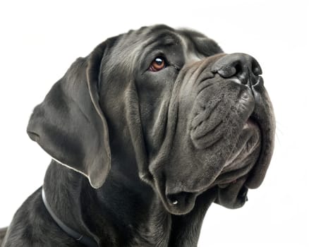 Mastino Napoletano,Mastiff,Neapolitan Bulldog,Italian Mastiff portrait looking at camera isolated on white background. Ai generated image