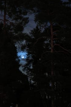 Silhouette of pine tree with night blue sky background and the moon, Halloween concept