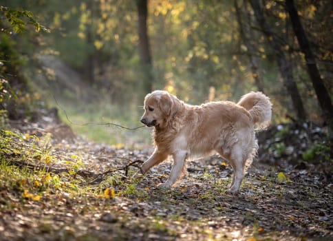 Golden Retriever Dog Enjoys Autumn Walk In Forest