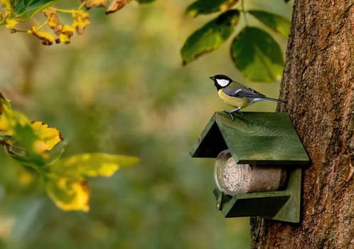 Large Titmouse On Feeder Roof In Autumn Stands Out In The Scene