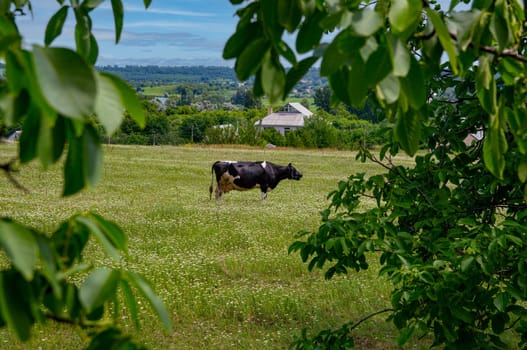 Animal cow eats grass on a green meadow. Livestock grazing. Cow is a domestic animal. Agriculture. Milk farm. Cattle breeding. Green leaves of trees. Background image.