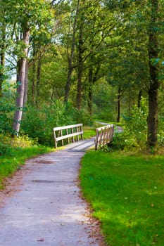 small wooden bridge in green forest with trees and small river crossing