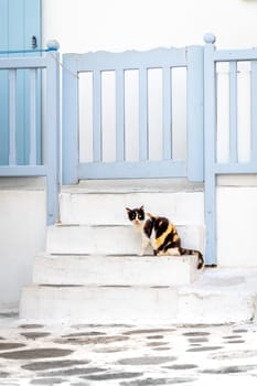 Calico cat sitting on a street in the Greek islands