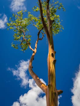 Patterns of tree trunks and branches with the colorful bark of rainbow eucalytpus trees in Keahua Arboretum on Kauai