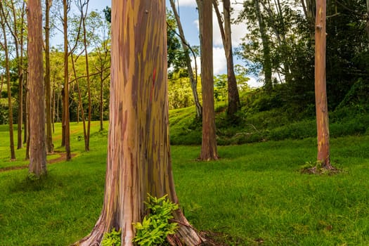 Patterns of tree trunks of the colorful bark of rainbow eucalytpus trees in Keahua Arboretum on Kauai