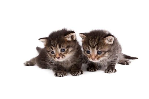 Adorable brown tabby kittens, isolated on white background