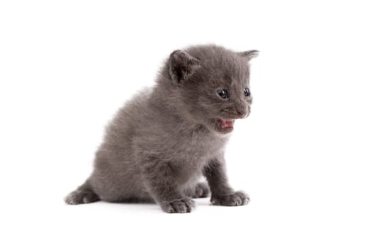 Image of cute gray kitten meows, isolated on white