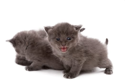 Adorable gray kitten meows at camera, isolated on white