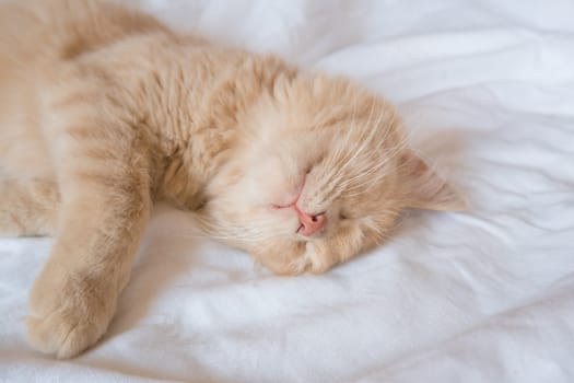 Close-up of a sleeping ginger kitten in bed. Red cat on a white blanket. Relaxing and happy morning