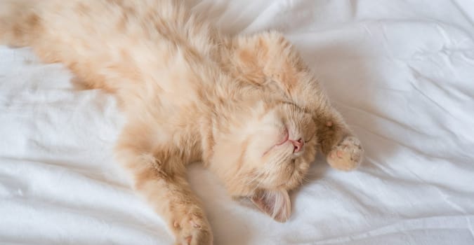 Ginger cat sleeps on his back on a soft white blanket, cozy home and vacation concept, cute red or ginger kitten