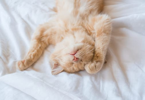 Close-up of a sleeping ginger kitten in bed. Red cat on a white blanket. Relaxing and happy morning