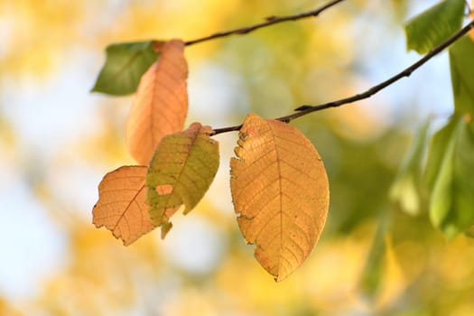 Yellow leaves on tree branch in autumn