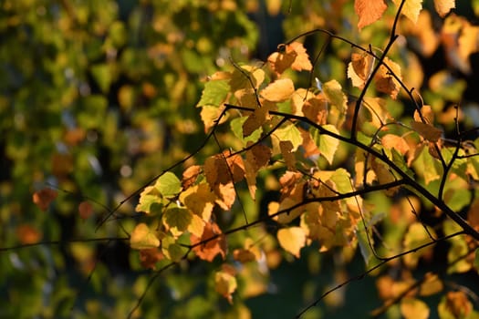 Yellow leaves on birch tree branch in autumn