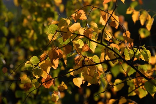 Yellow leaves on birch tree branch in autumn