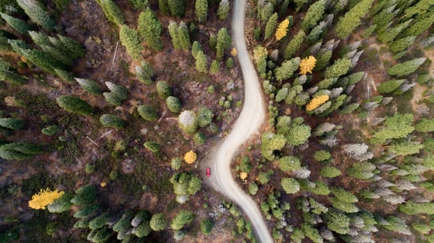 A road with trees on both sides. A red car is driving down the road. The road is narrow and winding