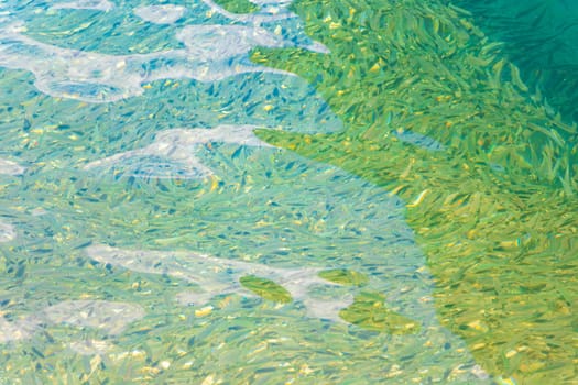 A lot of little fish snorkeling in clear turquoise water on Koh Phi Phi Don island in Ao Nang Amphoe Mueang Krabi Thailand in Southeast Asia.