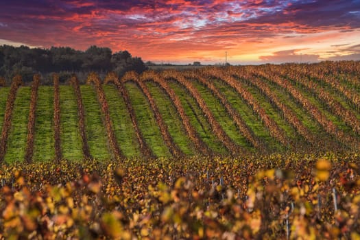 Autumn landscape around Bordeaux vineyards, Bordeaux Vineyard at sunrise in autumn with fire sky, Entre deux mers, Gironde. High quality photo