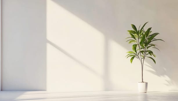 Potted plant in a modern minimalist white interior with sunlight casting shadows through the window