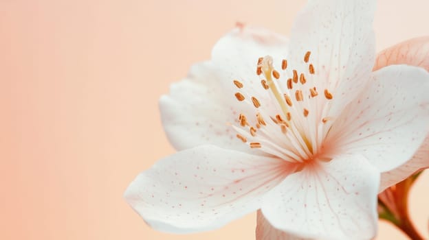 Close up of a white flower with orange pistils on a soft pink background, showcasing the beauty of nature