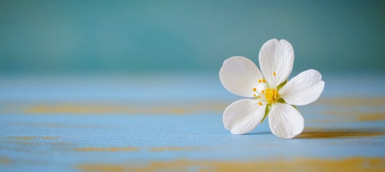 White flower with yellow center on textured blue surface with copy space, conveying freshness and simplicity