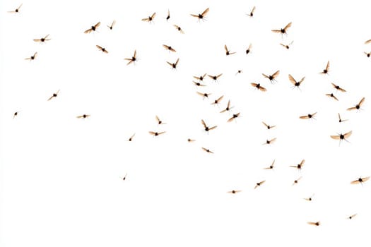 Close up flying mosquitoes isolated on white background..
