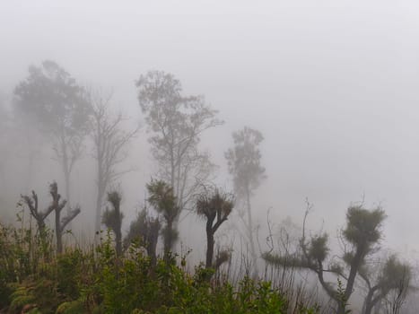A foggy mountain landscape with tall trees and unique plants near Bromo Mountain