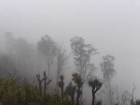 A foggy mountain landscape with tall trees and unique plants near Bromo Mountain